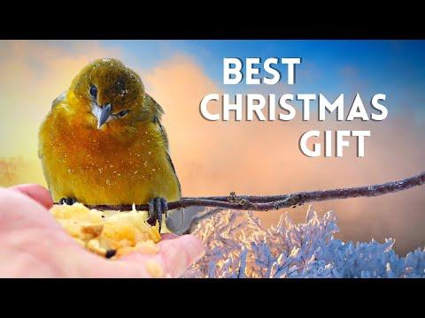 The Heartwarming Time I Helped a Baltimore Oriole #Video