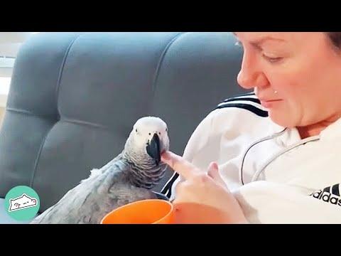 Parrot Spent 16 Years in a Cage. Then Finally Got Adopted #Video