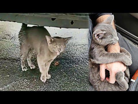 Stray Kitten Asks a Man For Help And Chooses Him Forever Video