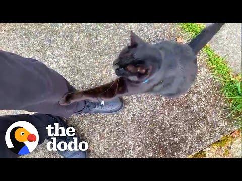 Guy Has Met 150 Cats Walking Through His Neighborhood #Video