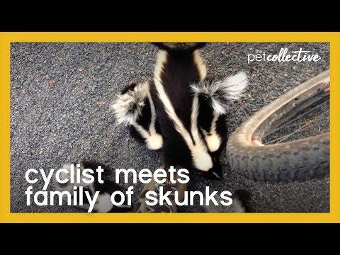 Cyclist Meets Family of Skunks Video