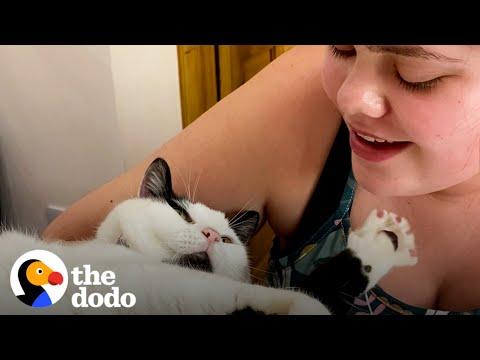 Mysteriously Chonky Cat Is 100% Perfect In Every Way #Video