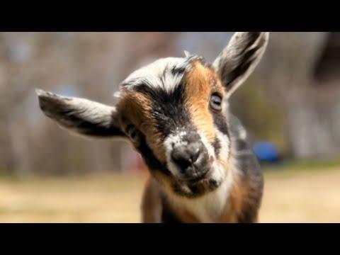22 goat kids & a sunny Maine day! #Video