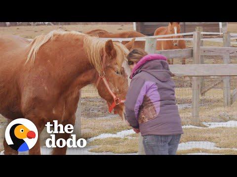Rescue Horse Who Was Too Scared To Eat Loves Her New Home #Video