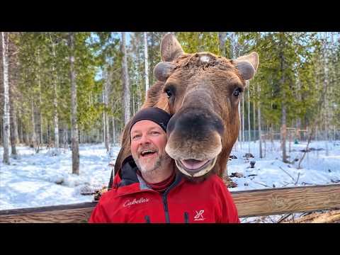 When Mooses Become Obsessed And Follow Human Everywhere #Video