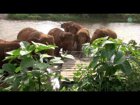 Elephant Called Their Friend To Investigate Under The Dock - ElephantNews #Video