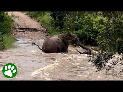 A Mother’s Instinct Is Stronger Than Any Current #Video