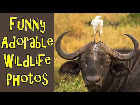 Funny Adorable Widllife Photos Keep Believing #Video