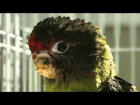 Bird with unusual face was rejected by his mom. But a human gave him another chance. #Video