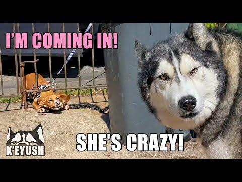 Husky Confused By Crazy PUPPY in His GARDEN! #Video