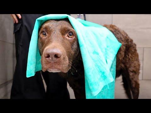 I Bet This Is Your First Time Meeting The Chesapeake Bay Retriever #Video