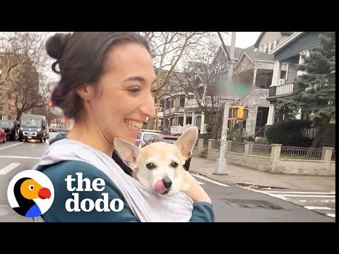 Senior Dog Prefers Dad's Girlfriend Over Him #Video
