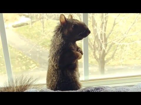 Squirrel squeaks like toy when touched #Video