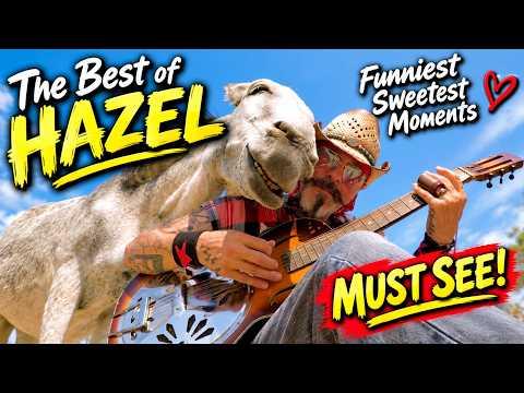 The BEST of Hazel the Donkey  | Funniest & Sweetest Moments #Video