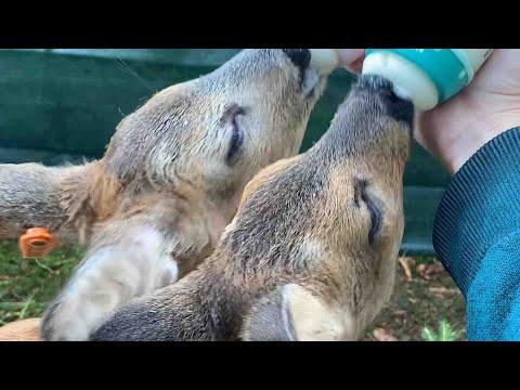 Rescue Deer Have Such A 'Bromance' #Video