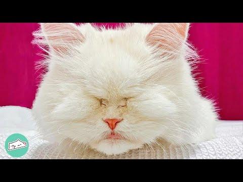Blind Cat Doesn’t Need Eyes To See  #Video