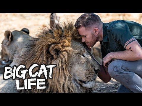 Daring Ranger Spends A Day With 5 Lions | BIG CAT LIFE