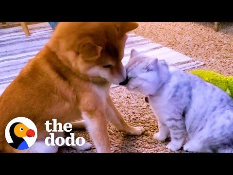 Dog Didn't Like Cuddling Until A Kitten Came Into His Life #Video
