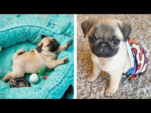 AWW SOO Cute and Funny Pug Puppies - Funniest Pug Ever #31 #Video
