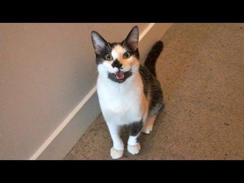 8 Signs Your Cat Is Actually A Dog #Video