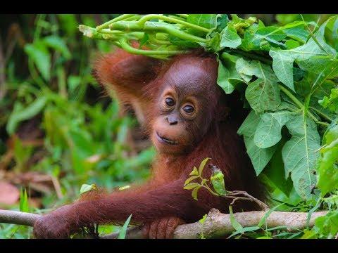 Forest School for Orangutans