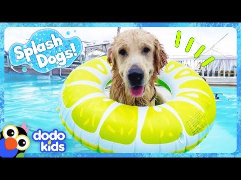 We Can't Keep This Splash Dog Out Of His Neighbor's Pool! | Dodo Kids | Splash Dogs #Video