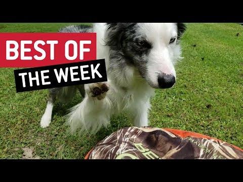 BEST OF THE WEEK - Doggone It
