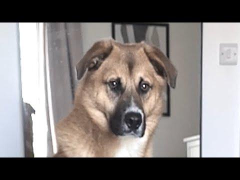 Rescue dog is obsessed with dad #Video