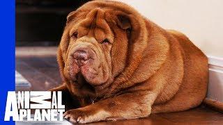 Family Needs To Step Up To Help Their Shar-Pei Get Active | My Big Fat Pet Makeover