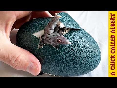 A Giant Egg's Bizarre Hatching - A Chick Called Albert #Video