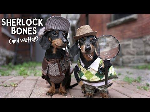 Ep 11: Sherlock Bones & Watley - Cute Dog Detectives Video!