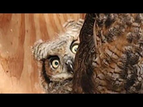 Rescue owl has sweetest reaction to toy #Video