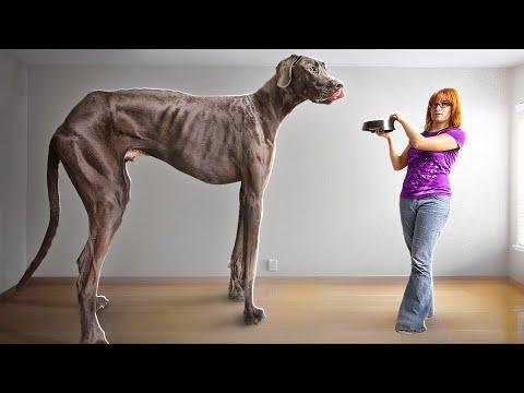 World's Biggest Dog... and MUCH More! #Video