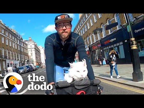 Deaf Cat Loves Riding Around London With Her Dad #Video