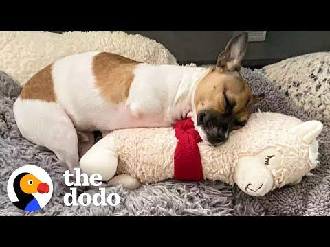 Puppy Born Without Front Legs Brings Life To Senior Dogs #Video