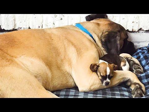 155-Pound Mastiff Falls In Love With His 5-Pound Chihuahua Sister #Video