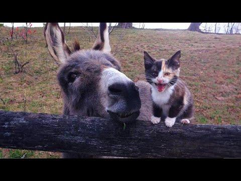 When your cat brings home a friend #Video