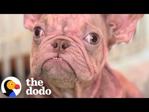 Neglected Hairless Frenchie Looks Like An Old Man #Video