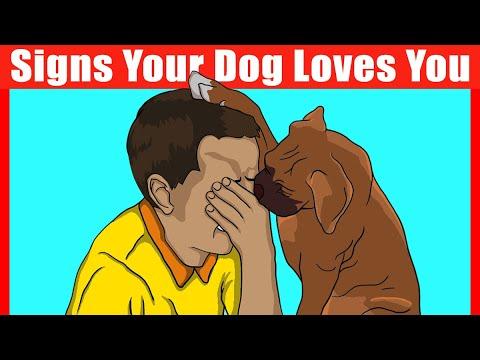 35 Signs Your Dog Loves You! #Video