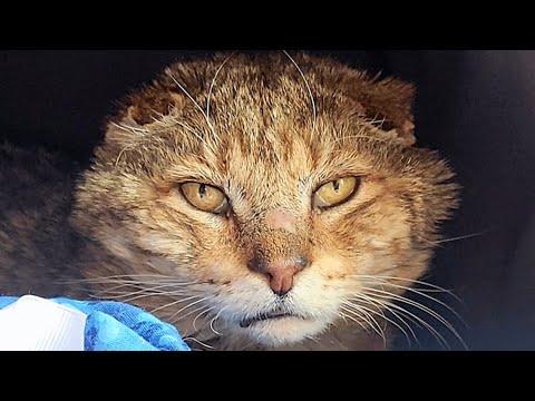 Elderly street cat finally gets the retirement he deserves #Video