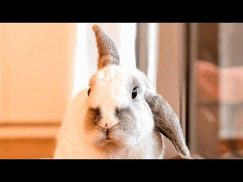 Lonely bunny falls in love with first girl he sees #Video