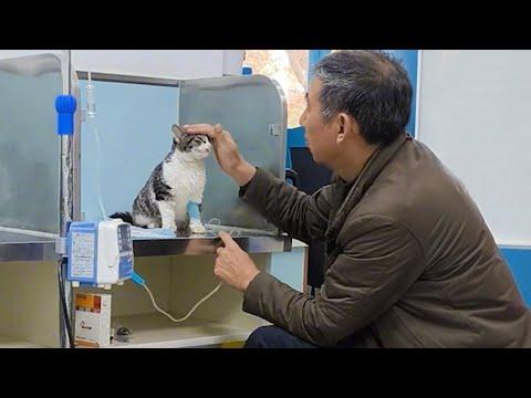 Even the coolest cats become kittens at the vet #Video
