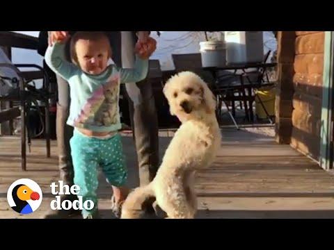 Poodle Who Lost Her Front Legs Teaches Her Baby Sister How To Walk #Video