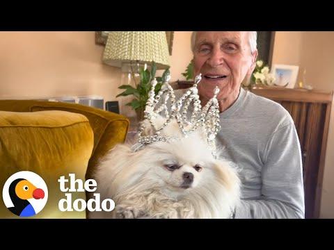 Tiny Dog Demands Ultimate Pampering From 88-Year-Old Dad #Video