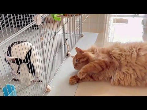 Fluffy Cat Tries to Make Friends with Rabbit #Video