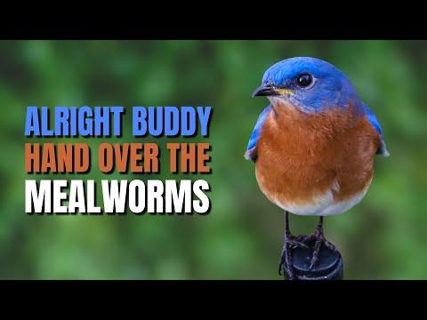 Tips on How to Attract an Eastern Bluebird #Video