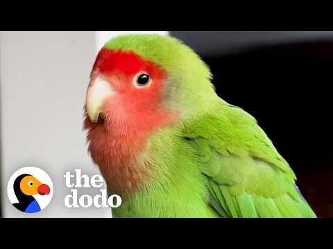 Girl Finds A Sad Lovebird And Makes It Her Mission To Find His Family #Video