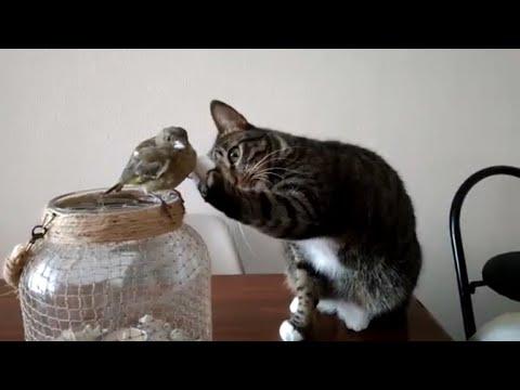 Cat Gently Pets A Bird. Your Daily Dose Of Internet.