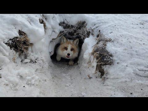 Jagger comes out of his fox den for a treat! #Video