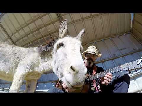 Hazel the donkey sings Horse with no name #Video
